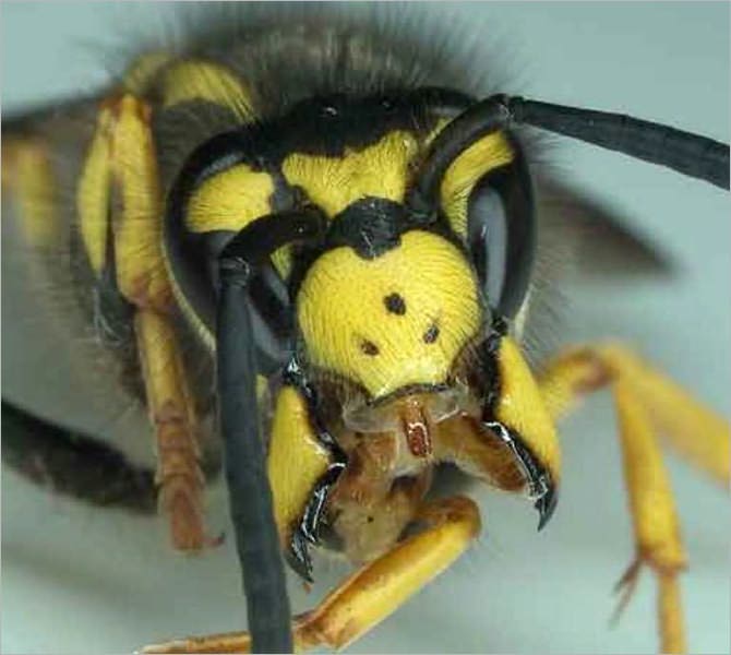More Hunting Wasps (Illustrated)