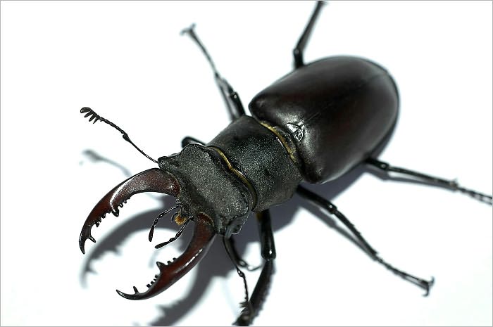 The Beetle: A Mystery
