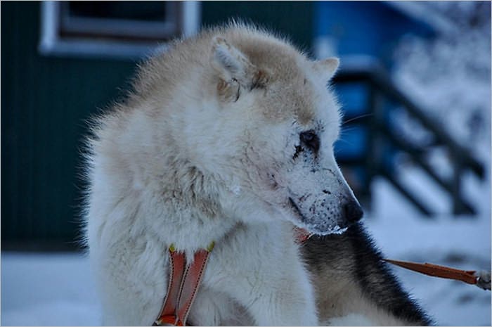 Baldy of Nome (Illustrated)