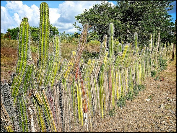 Cactus Culture For Amateurs (Illustrated)