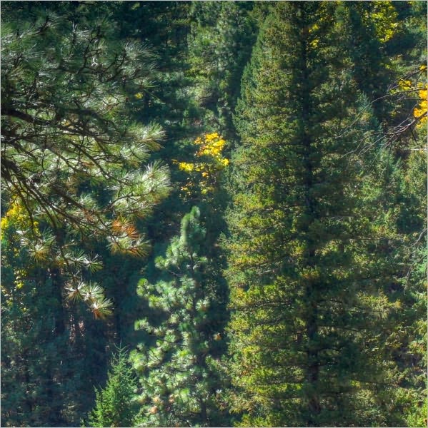 Forest Neighbors (Illustrated)