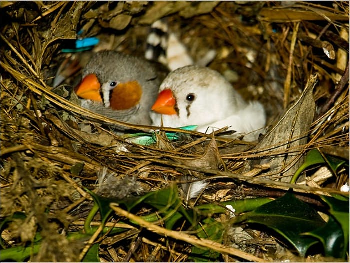 In Nesting Time (Illustrated)
