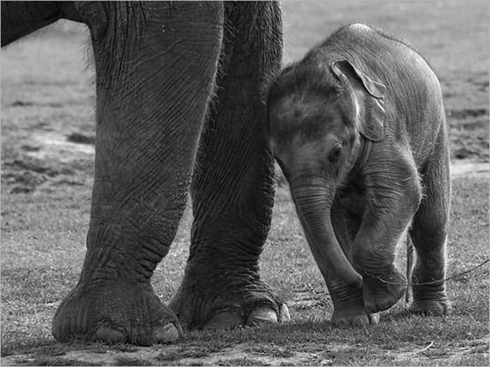 Kari the Elephant (Illustrated)