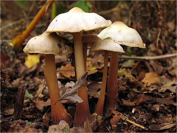 AMONG THE MUSHROOMS (Illustrated)