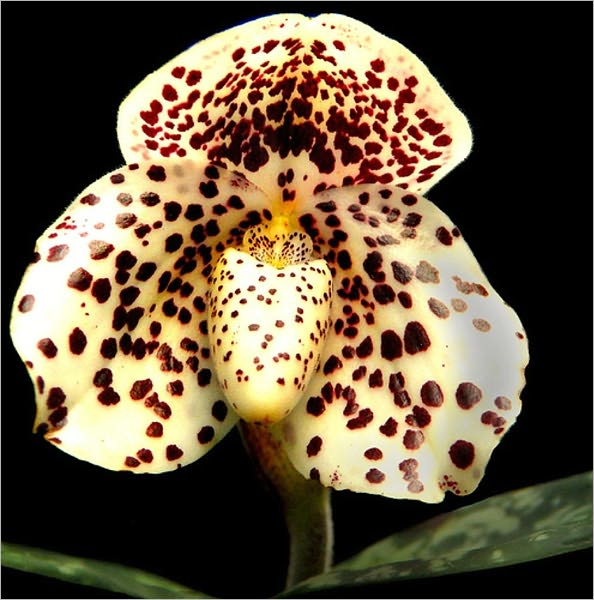 About Orchids (Illustrated)