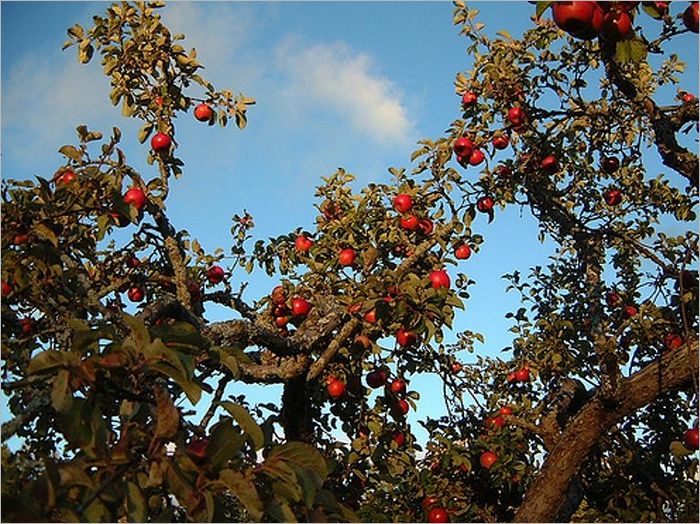 Apple Growing (Illustrated)