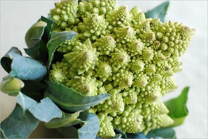 Cabbages and Cauliflowers How to Grow Them (Illustrated)