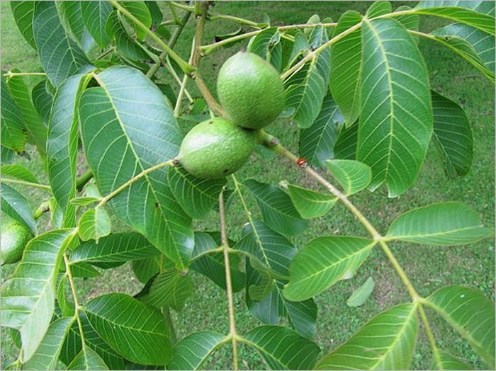 English Walnuts (Illustrated)