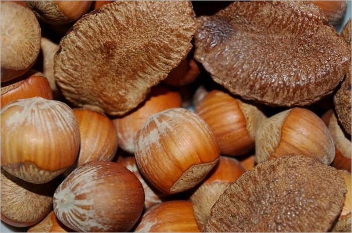 Growing Nuts in the North (Illustrated)