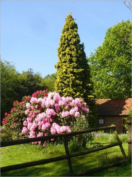 Hardy Ornamental Flowering Trees and Shrubs (Illustrated)
