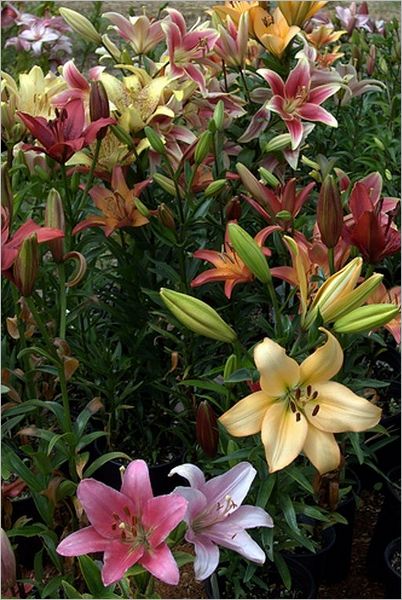 Hardy Perennials and Old Fashioned Flowers (Illustrated)