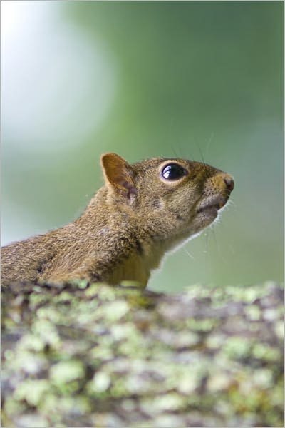 The Squirrels and Other Animals [Illustrated]