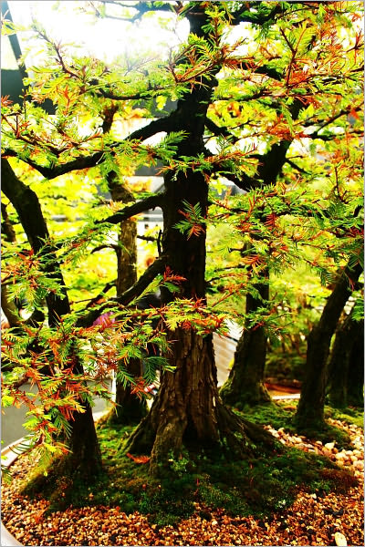 Bonsai Secrets