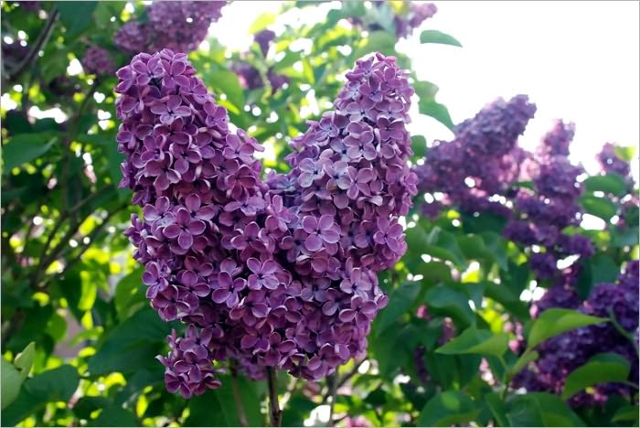 Under the Lilacs [Illustrated]