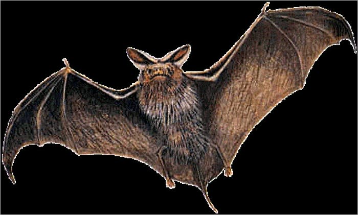 Bat Wing
