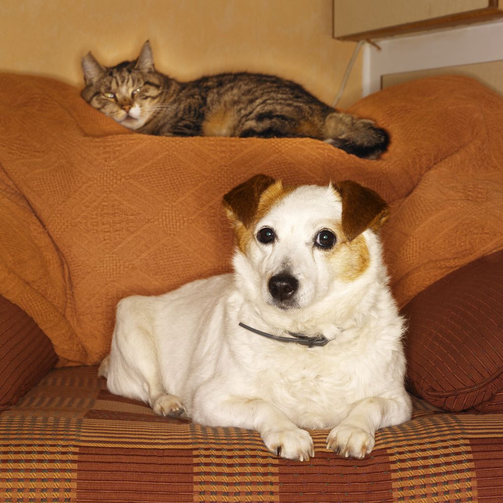How To Care For Your Canie Friend
