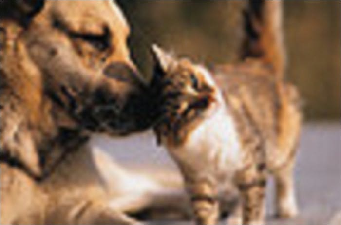 Pet Health Insurance: What You Need To Know