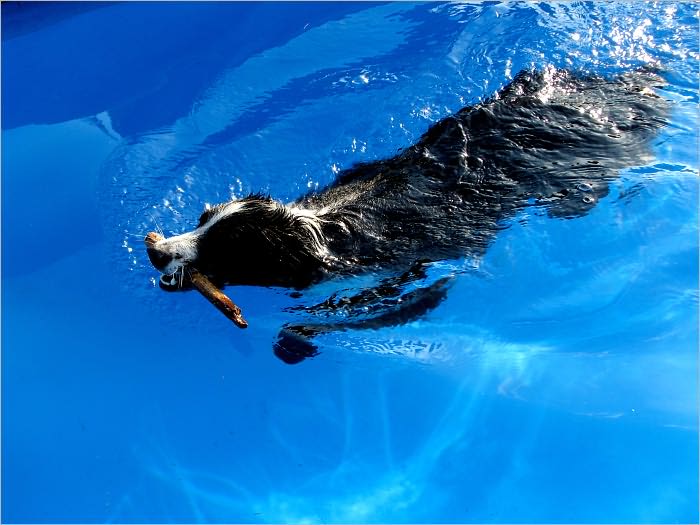 A healthy dog's diet: Keeping your dog healthy with vitamins and nutrition
