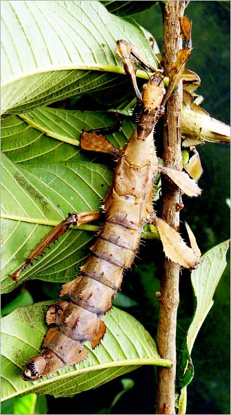 EXOTIC PETS: STICK INSECT