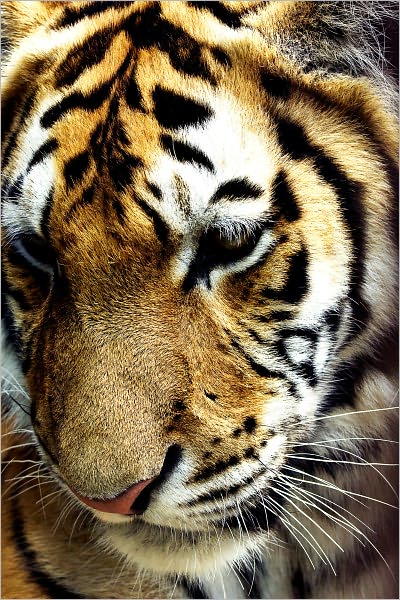 EXOTIC PETS: TIGERS
