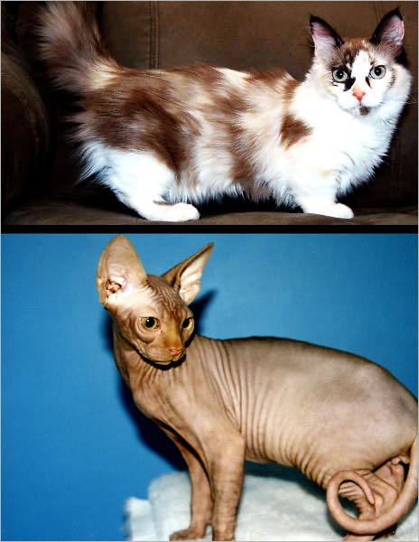 UNUSUAL CAT BREEDS: The Munchkin And The Sphynx