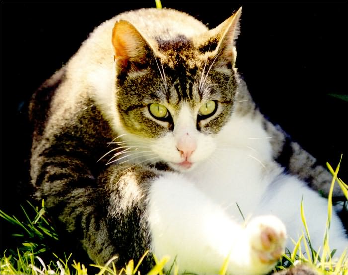 THE HISTORY OF CATS: A BRIEF LOOK