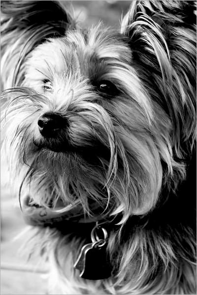 THE POPULAR PET AND LAP DOG: YORKSHIRE TERRIER