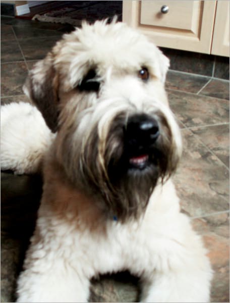 THE PLAYFUL AND VERSATILE DOG: WHEATEN TERRIER
