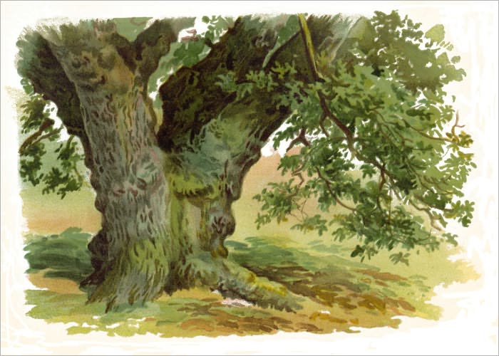 TREES AND HOW TO PAINT THEM IN WATERCOLOURS - This ebook is designed to help you get the most out of painting trees to enable you to become a better artist!