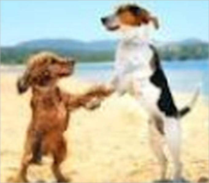 Dieting your Dog: More Years Together With Proper Nutrition - Your dog is your buddy. In some cases the best friend. They offer you unconditional love and company.It is a known fact that having a dog can improve your mental health and offer companionship.