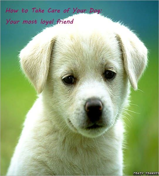 How to Take Care of Your Dog:Your most loyal friend