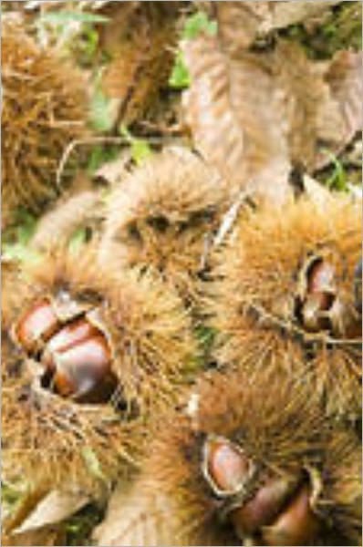Opening a Chestnut Burr