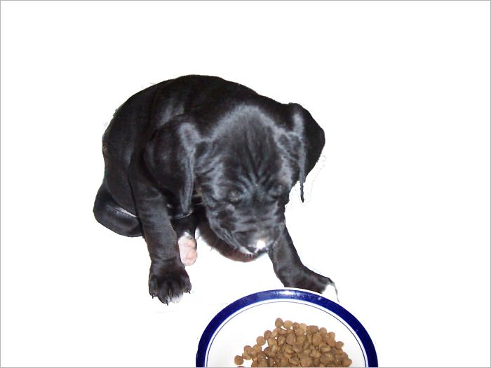 How to Make Dog Treats: Dog Recipe Book Your Dog will Surely Thank You