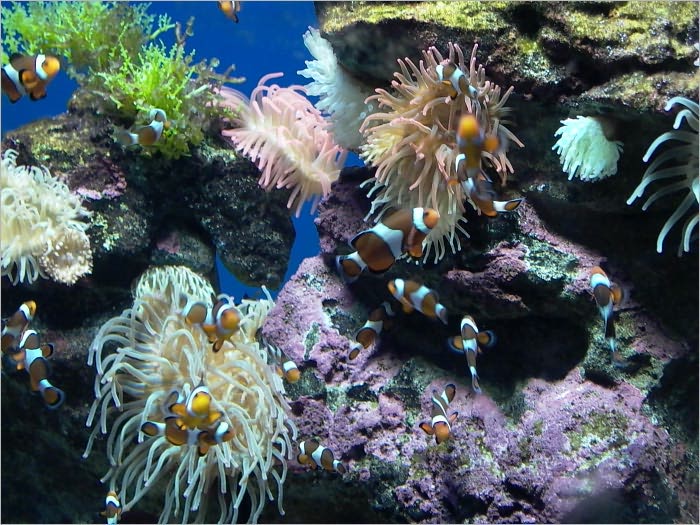 How to Setup and Maintain Aquarium
