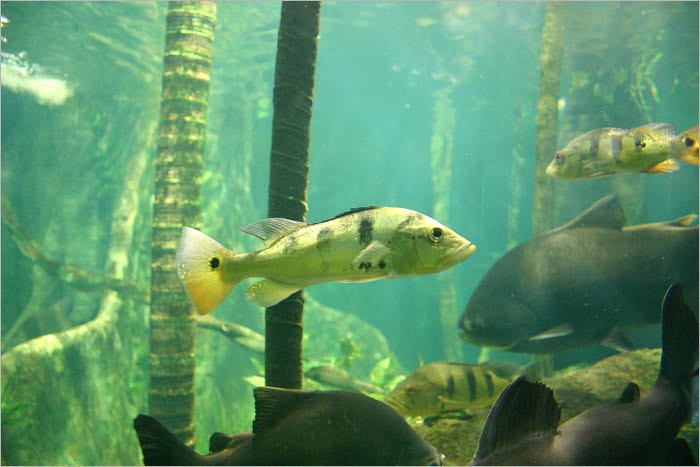 Freshwater Aquarium Beginners Guide