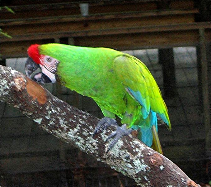 Parrot Training Guide: Train Your Parrot Like a Pro