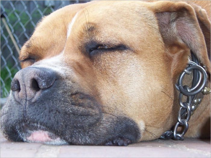 A-Z Boxer Dog Owner Guide: Boxer Dog Information You Don't Want to Miss