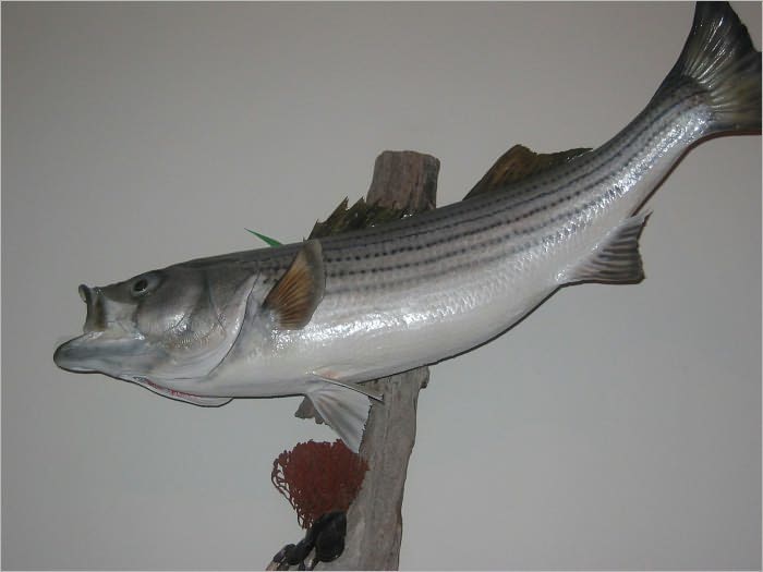 Bass Fishing 101: Learn All the Best Bass Fishing Style Techniques Here