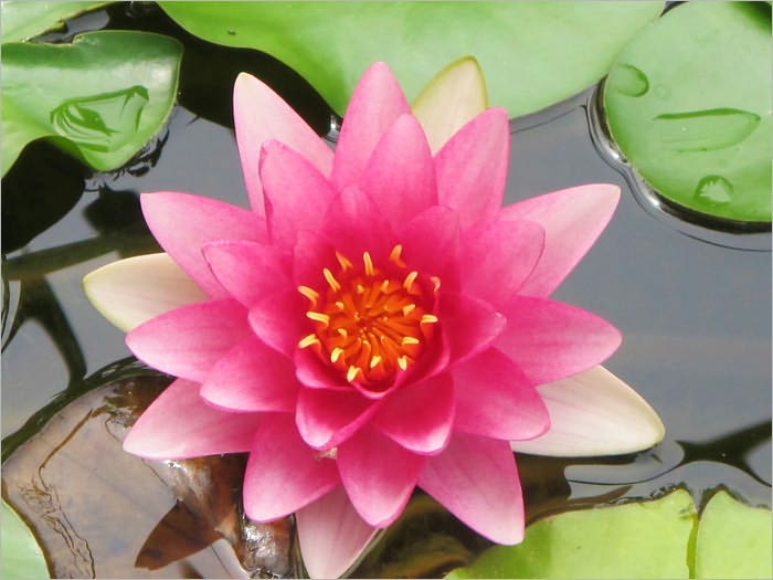 Build Your Own Garden Pond and Ways to Carefully Manage It