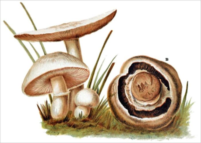 Mushrooms of America, Edible and Poisonous
