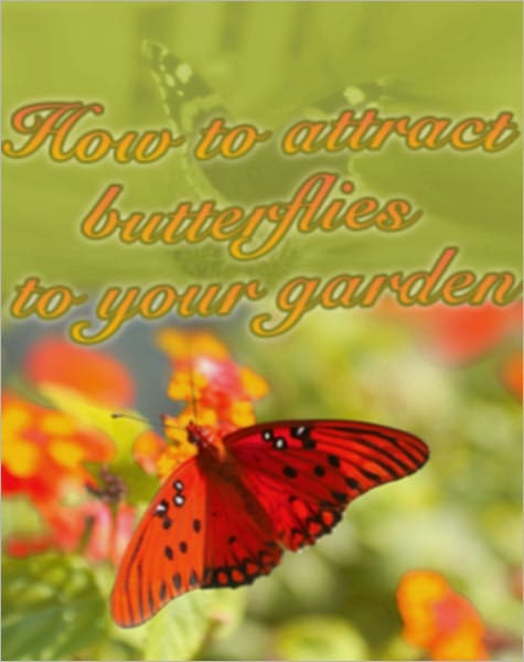 How to Attract Butterflies to Your Garden