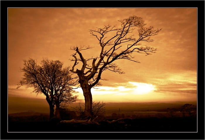 Rookwood (Illustrated)