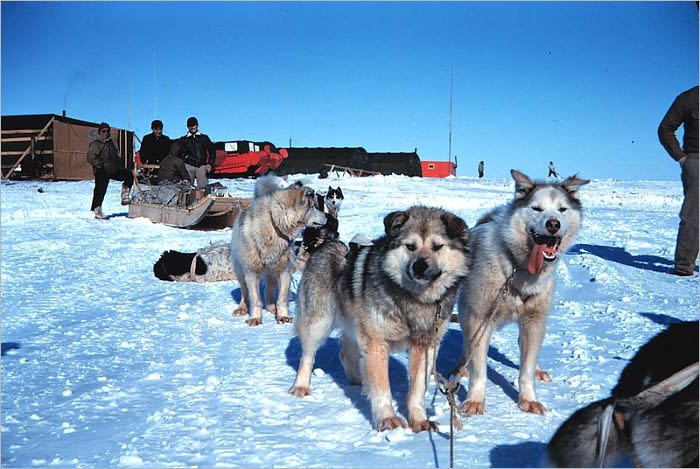 My Dogs In The Northland (1902)