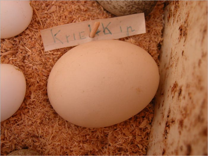 Vegetarian Egg Substitute