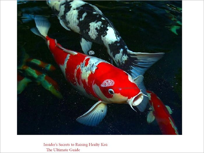 Insider's Secrets To Raising Healthy Koi: