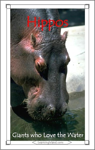 Hippos: Giants Who Love the Water
