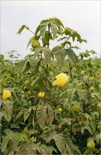 The Story of the Cotton Plant (Illustrated)