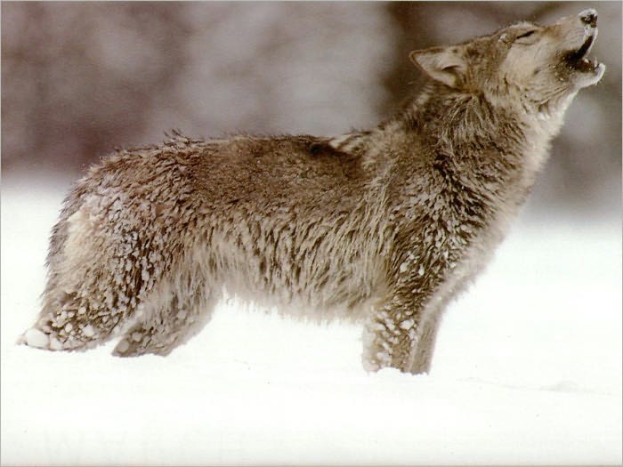 The Wolves of God And Other Fey Stories