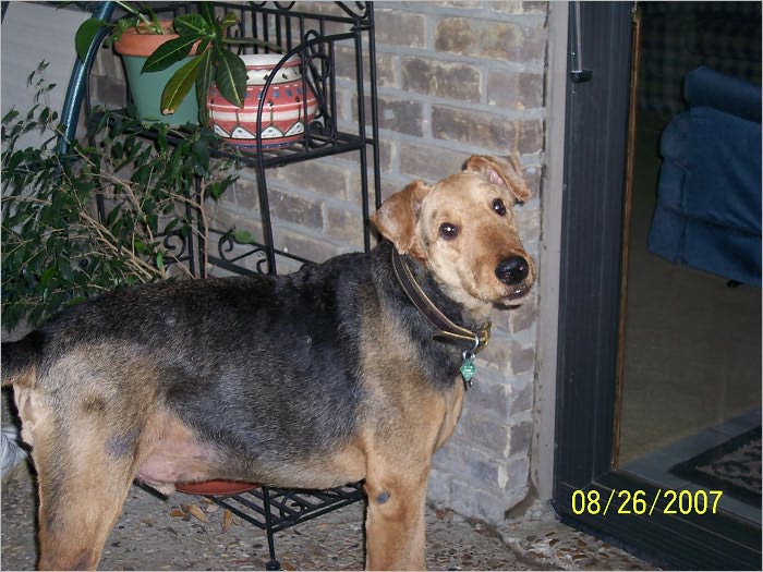 My Dog Rusty
