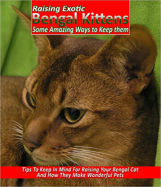 Raising Exotic Bengal Kittens Get Some Really Excellent Tips To Raise Bengal Cats